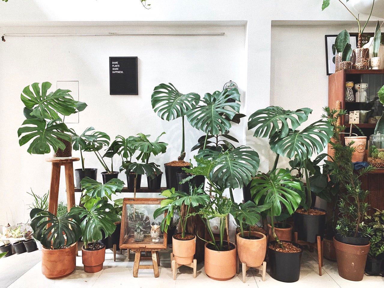 cây monstera trong phong thủy cây monstera trong phong thủy