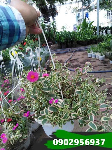 Cây Hoa Sam Lá Cẩm Thạch (hoa sam nhiều màu) Cây Hoa Sam Lá Cẩm Thạch (hoa sam nhiều màu)