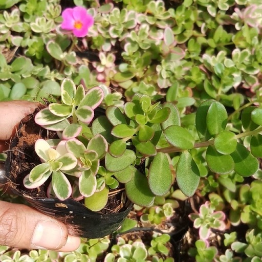 Cây Hoa Sam Lá Cẩm Thạch (hoa sam nhiều màu) Cây Hoa Sam Lá Cẩm Thạch (hoa sam nhiều màu)