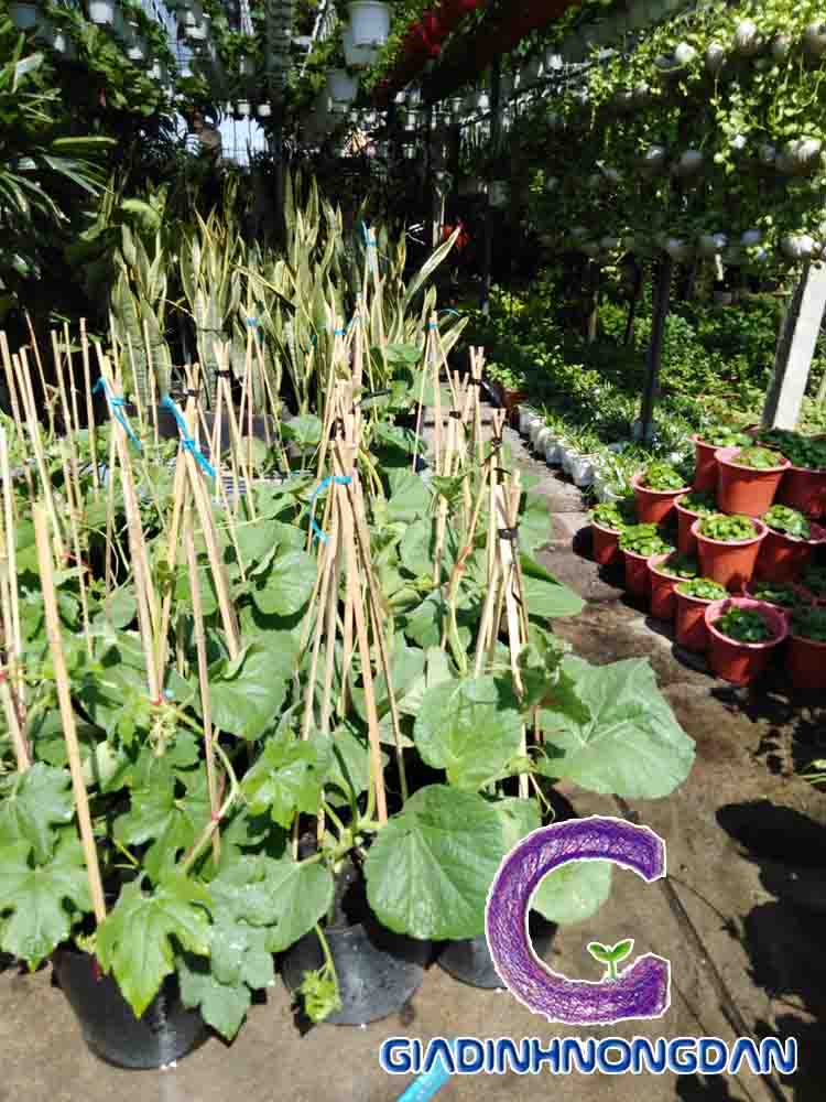 cây mướp giống cây mướp giống