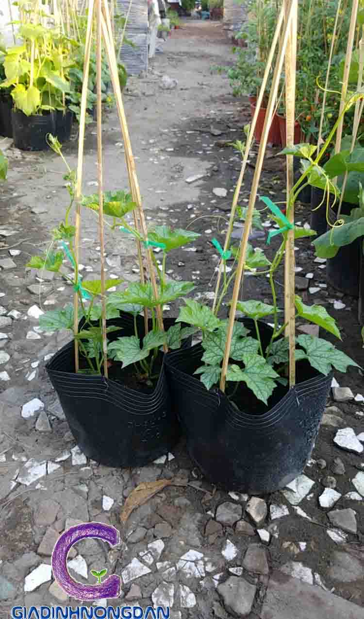 cây mướp giống cây mướp giống