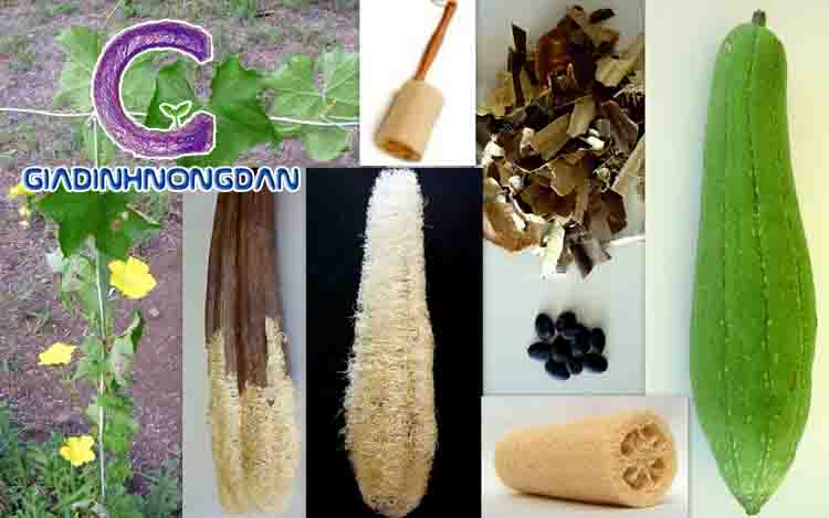 Cây Mướp Giống Cây Mướp Giống