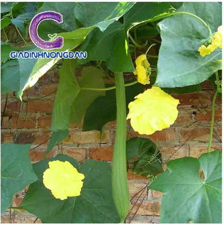 cây mướp giống
