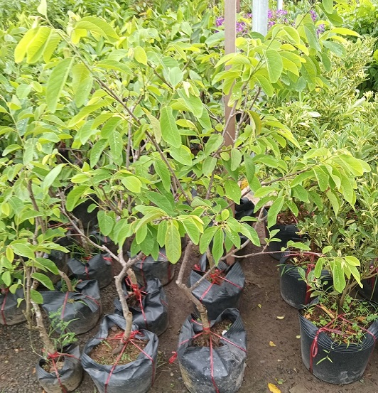 Cây Na (mãng cầu) Sầu Riêng Trồng Chậu Cây Na (mãng cầu) Sầu Riêng Trồng Chậu