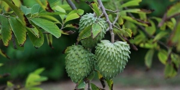 Cây Na (mãng cầu) Sầu Riêng Trồng Chậu Cây Na (mãng cầu) Sầu Riêng Trồng Chậu