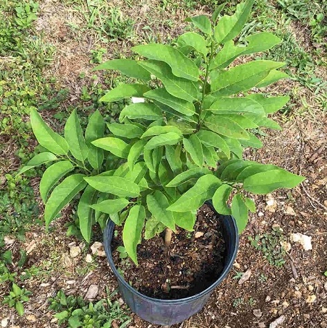 Cây Na (mãng cầu) Sầu Riêng Trồng Chậu Cây Na (mãng cầu) Sầu Riêng Trồng Chậu