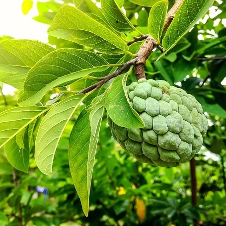 Cây Na (mãng cầu) Sầu Riêng Trồng Chậu Cây Na (mãng cầu) Sầu Riêng Trồng Chậu