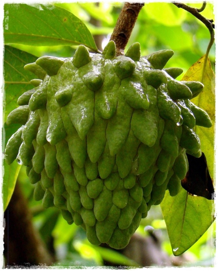 Cây Na (mãng cầu) Sầu Riêng Trồng Chậu Cây Na (mãng cầu) Sầu Riêng Trồng Chậu