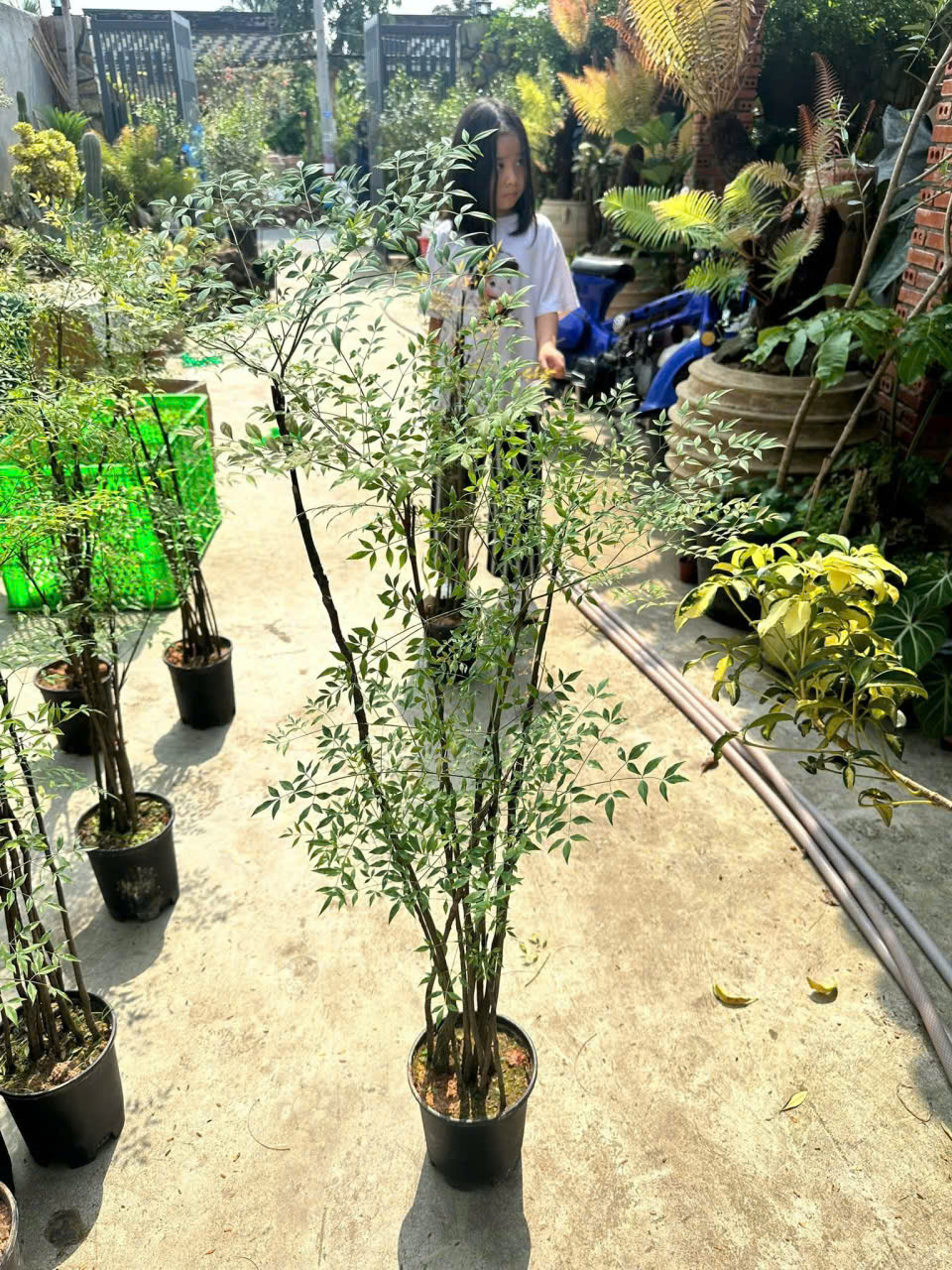 Cây nam thiên trúc