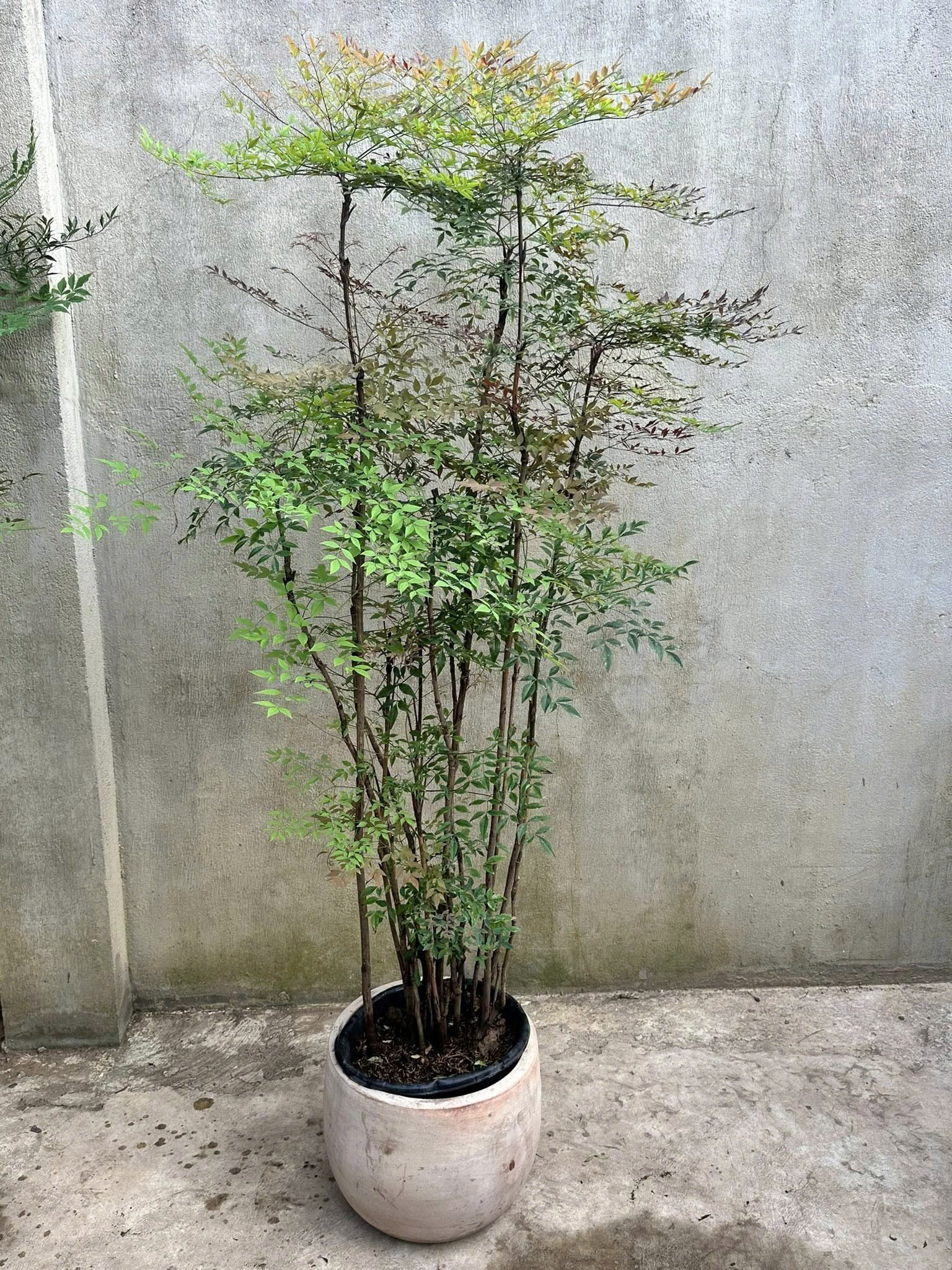 Cây nam thiên trúc