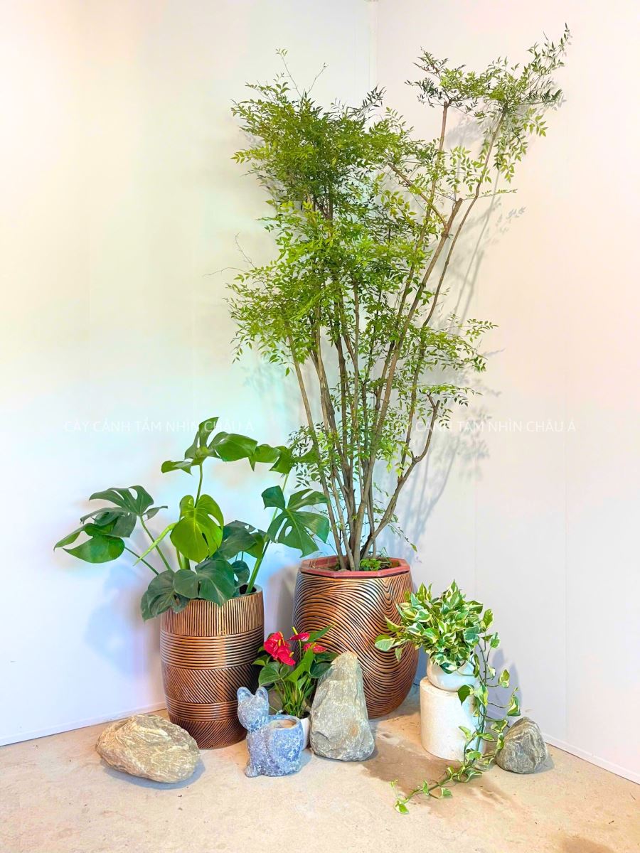 Cây nam thiên trúc