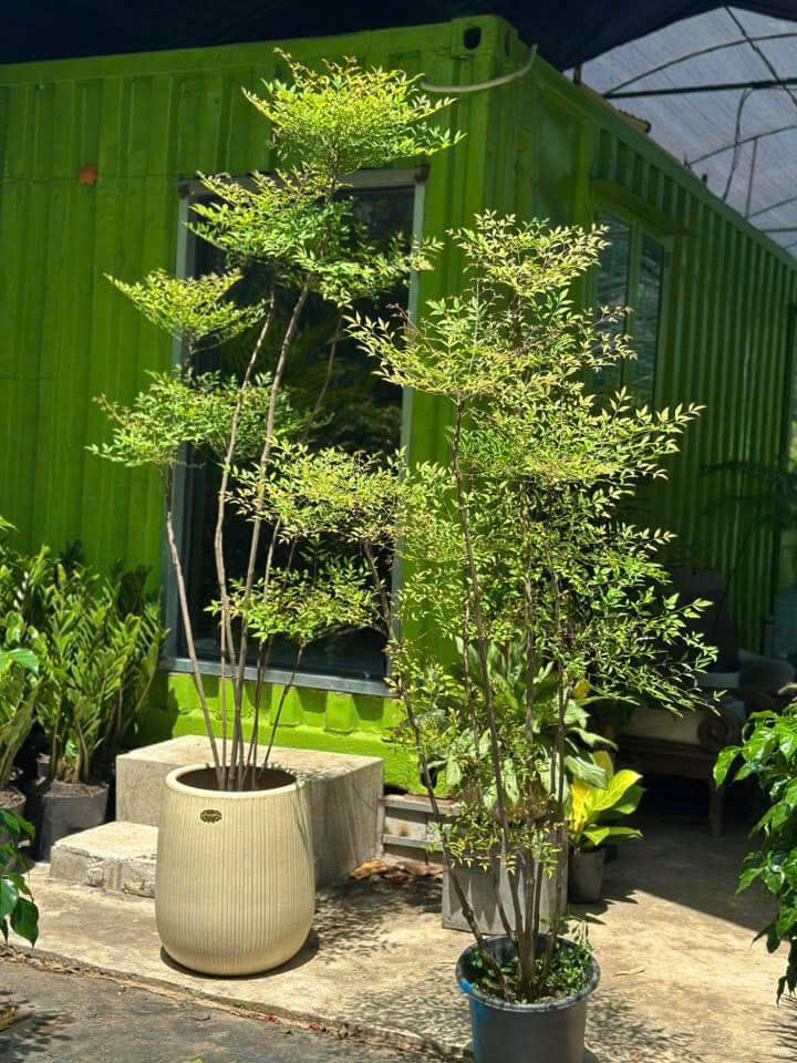 Cây nam thiên trúc