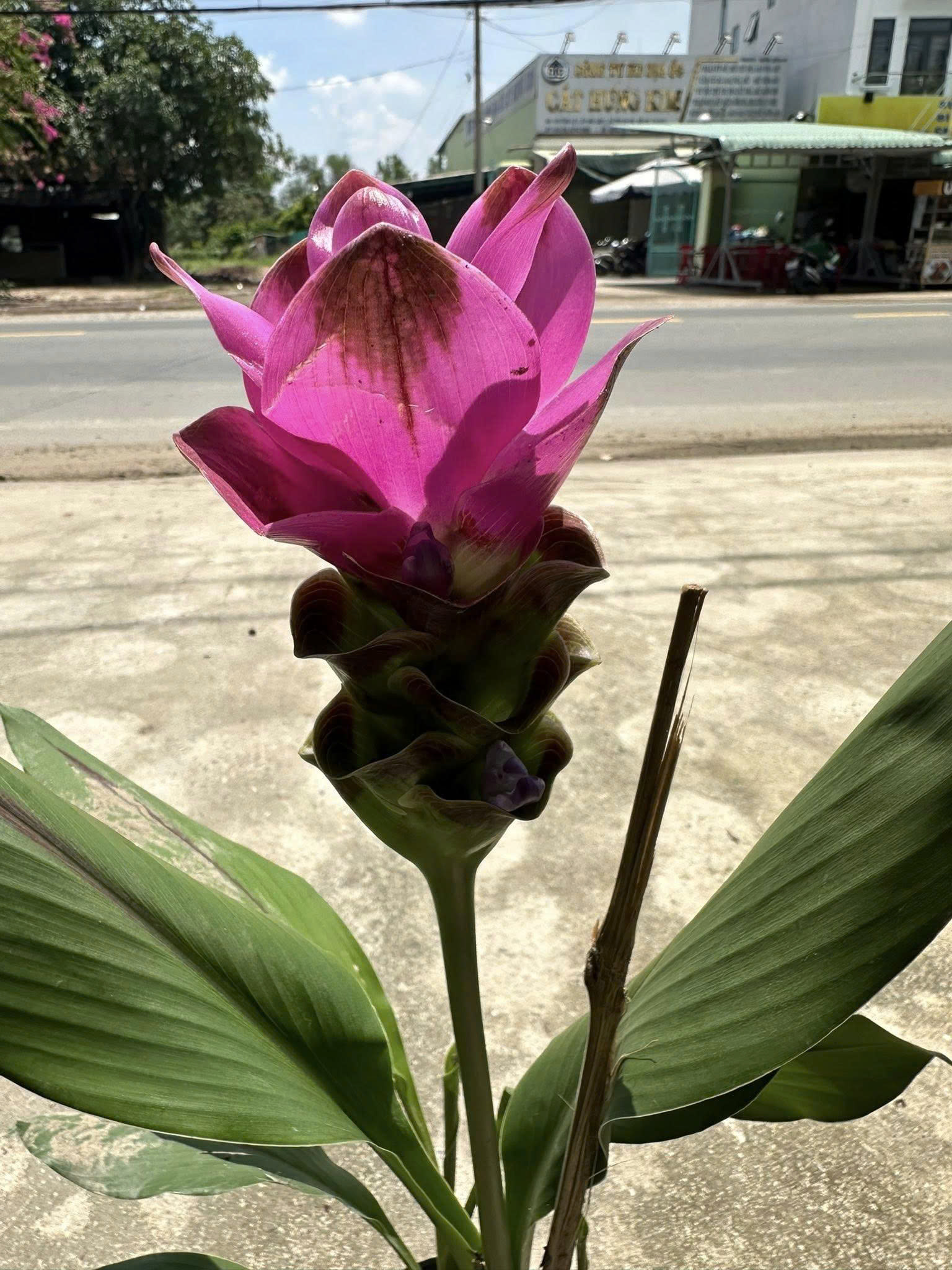 cây nghệ lá từ cô - hoa tulip Thái cây nghệ lá từ cô - hoa tulip Thái