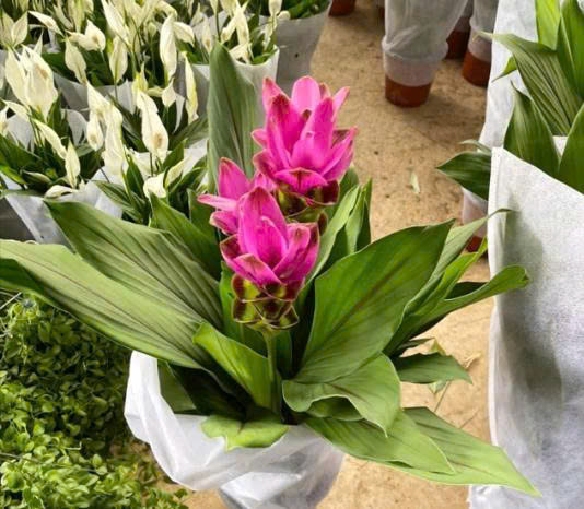 cây nghệ lá từ cô - hoa tulip Thái cây nghệ lá từ cô - hoa tulip Thái