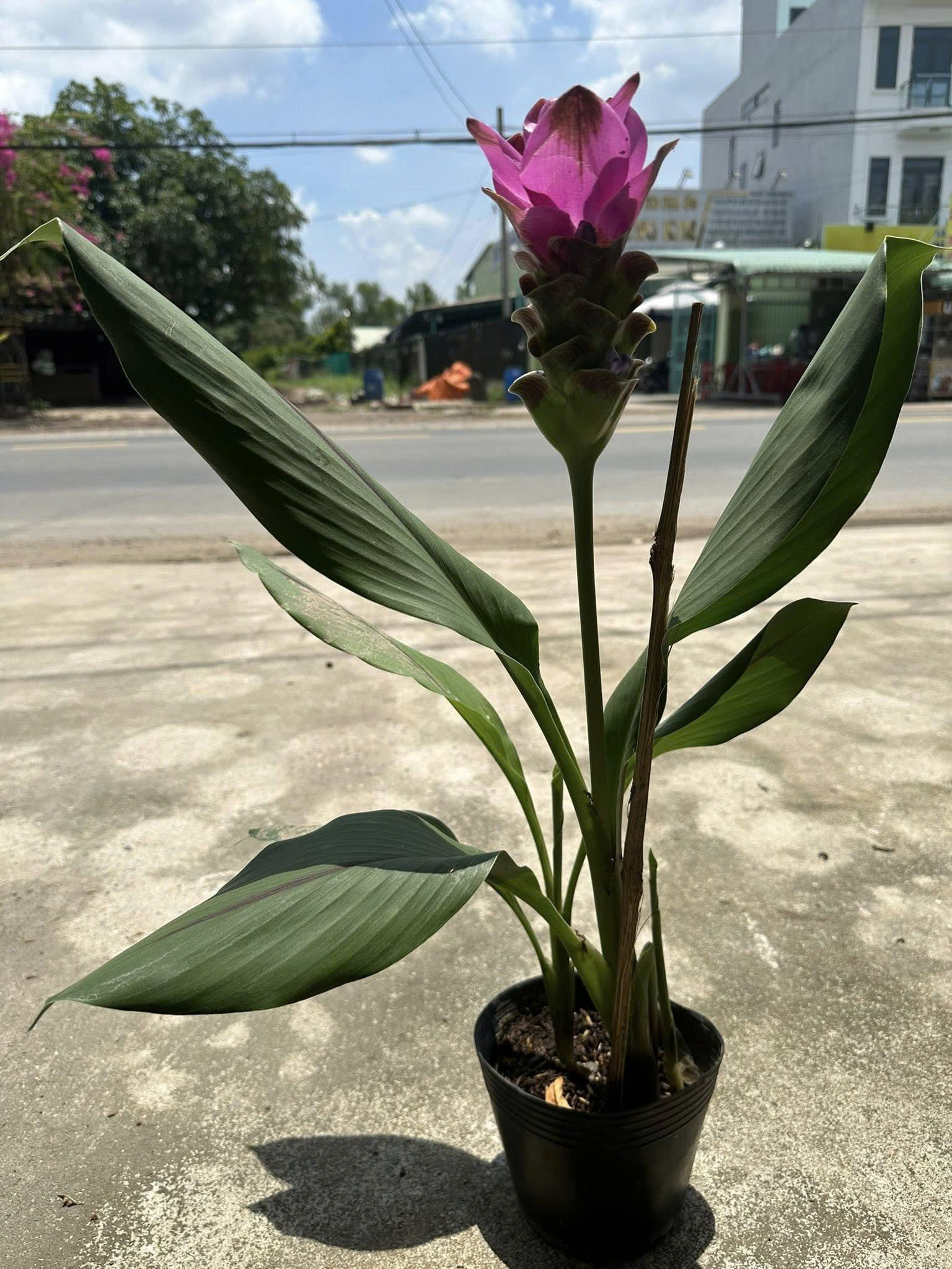 cây nghệ lá từ cô - hoa tulip Thái cây nghệ lá từ cô - hoa tulip Thái