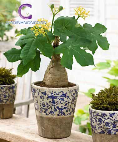 cây ngô đồng cảnh cây ngô đồng cảnh