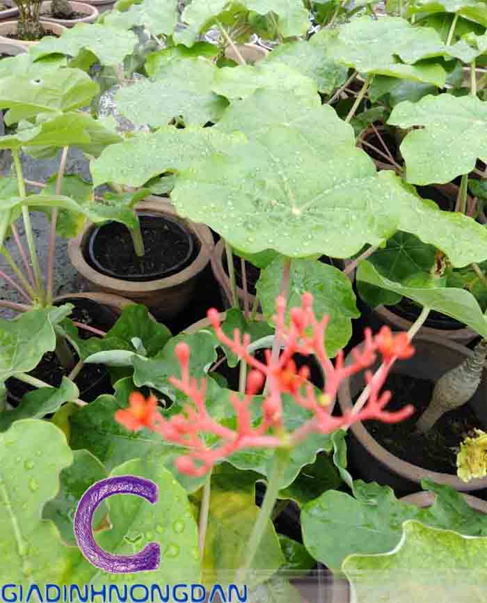 cây ngô đồng cảnh cây ngô đồng cảnh