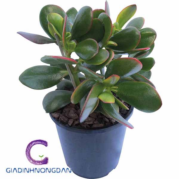 Chậu Cây Ngọc Bích Để Bàn Chậu Cây Ngọc Bích Để Bàn