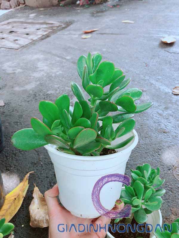 Chậu Cây Ngọc Bích Để Bàn Chậu Cây Ngọc Bích Để Bàn
