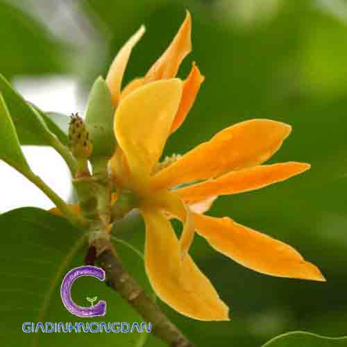 cây ngọc lan cây ngọc lan