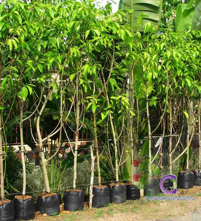 cây ngọc lan cây ngọc lan