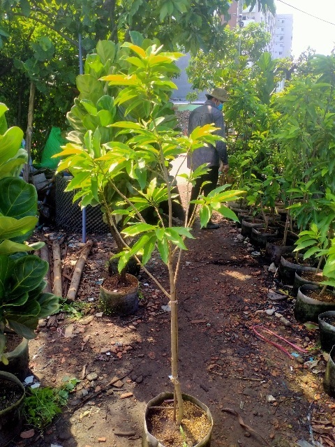 Cây Ngọc Lan Hoa Vàng Cây Ngọc Lan Hoa Vàng