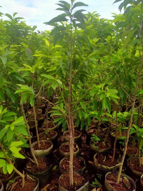 Cây Ngọc Lan Hoa Vàng Cây Ngọc Lan Hoa Vàng