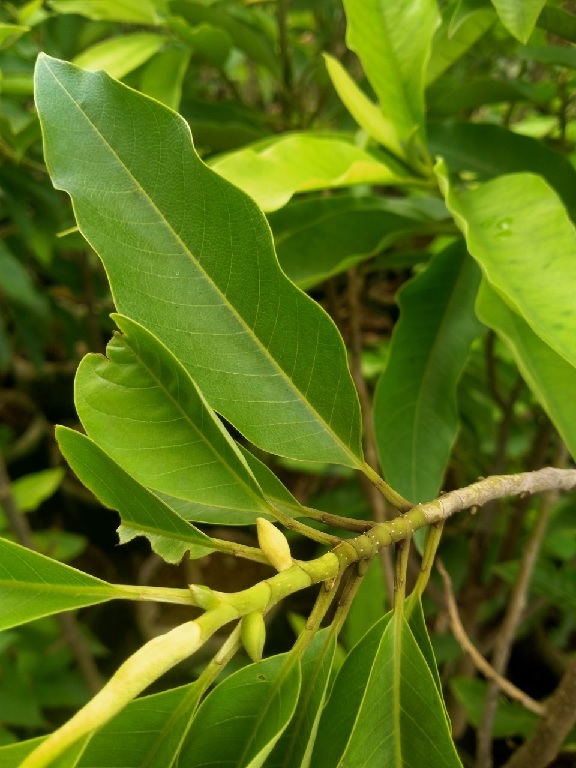 Cây Ngọc Lan Hoa Vàng Cây Ngọc Lan Hoa Vàng