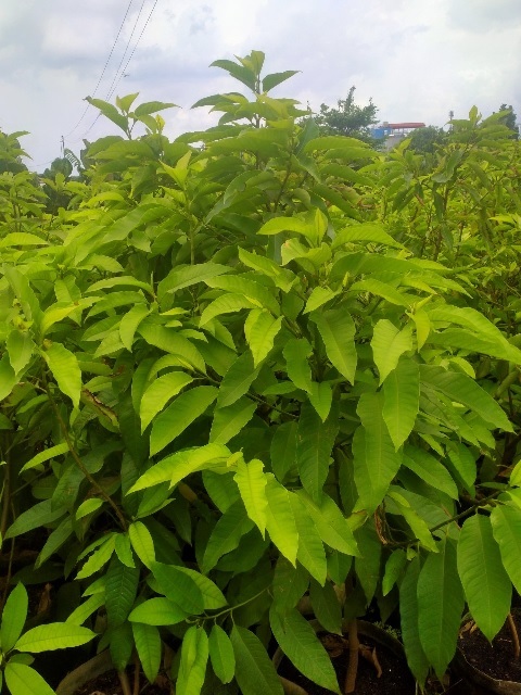 Cây Ngọc Lan Hoa Vàng Cây Ngọc Lan Hoa Vàng