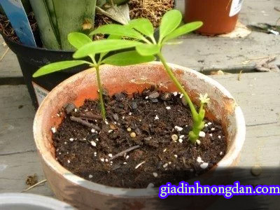 Cây Ngũ Gia Bì Để Bàn Cây Ngũ Gia Bì Để Bàn
