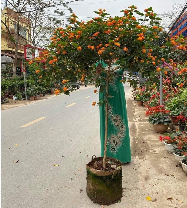 Cây Trâm Ổi (hoa ngũ sắc) Một Cốt Dáng Tree Cây Trâm Ổi (hoa ngũ sắc) Một Cốt Dáng Tree