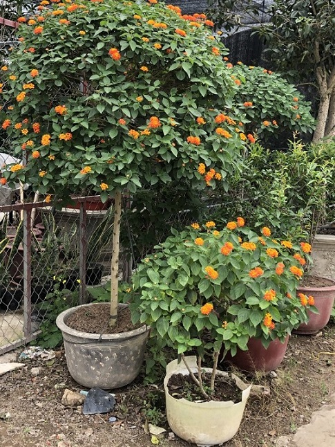 Cây Trâm Ổi (hoa ngũ sắc) Một Cốt Dáng Tree Cây Trâm Ổi (hoa ngũ sắc) Một Cốt Dáng Tree