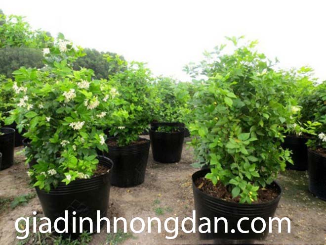 Cây Nguyệt Quế Cây Nguyệt Quế