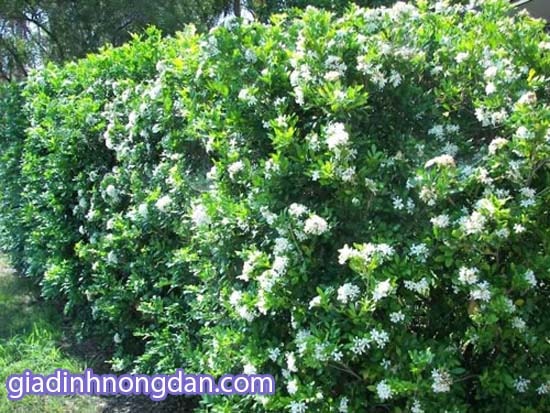Cây Nguyệt Quế Cây Nguyệt Quế