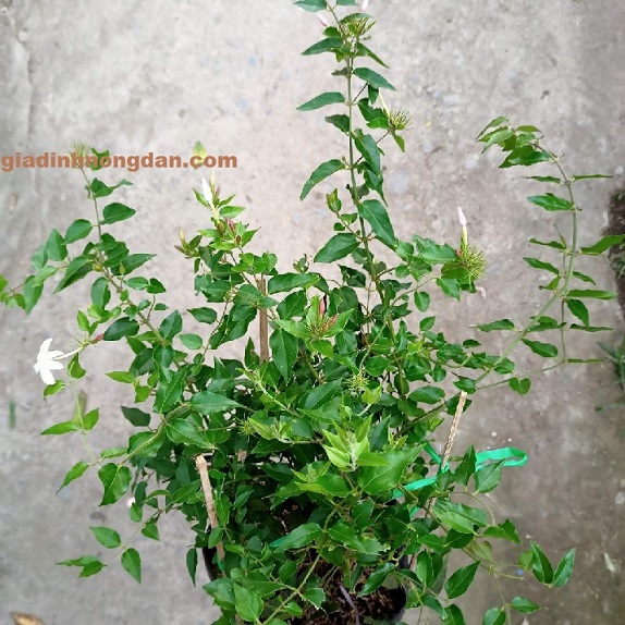 Cây Nguyệt Quế Leo Cây Nguyệt Quế Leo
