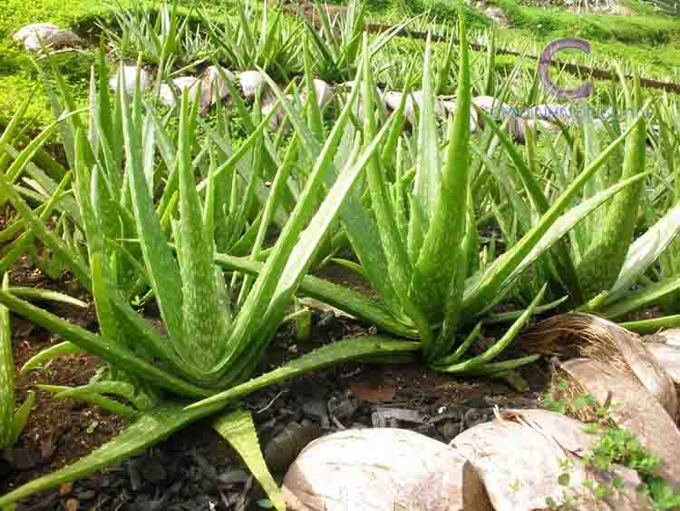 Cây Nha Đam (Lô Hội) Cây Nha Đam (Lô Hội)