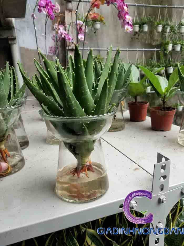 Cây Nha Đam Cảnh Cây Nha Đam Cảnh