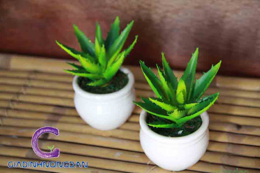 Cây Nha Đam Cảnh Cây Nha Đam Cảnh