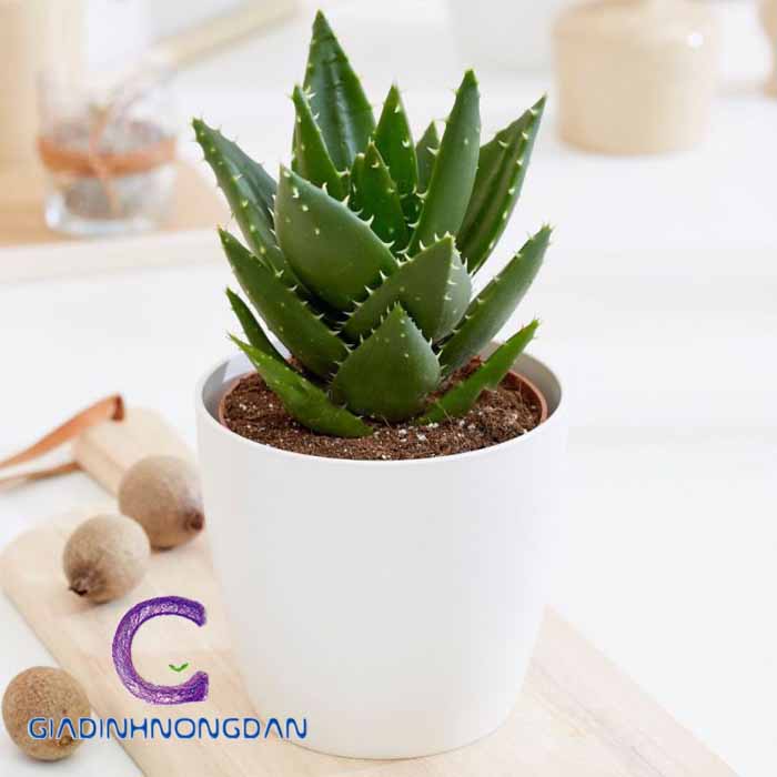 Cây Nha Đam Cảnh Cây Nha Đam Cảnh