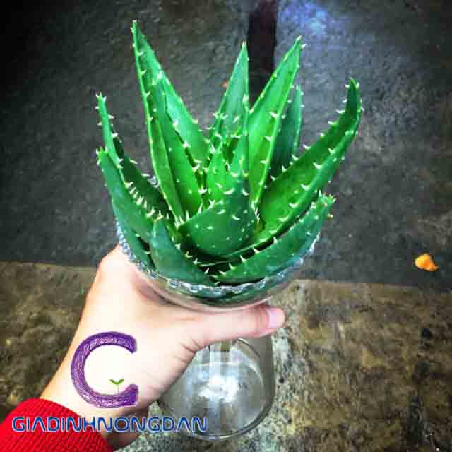 Cây Nha Đam Cảnh Cây Nha Đam Cảnh
