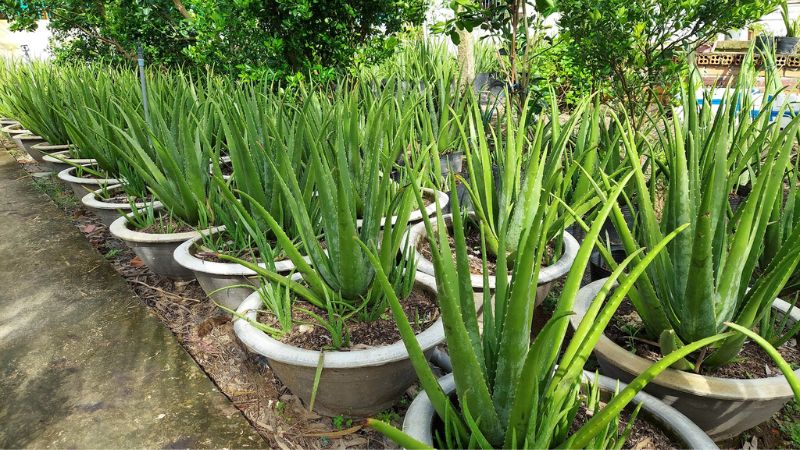 ứng dụng cây nha đam trong đời sống