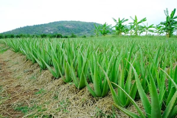 ứng dụng cây nha đam trong đời sống