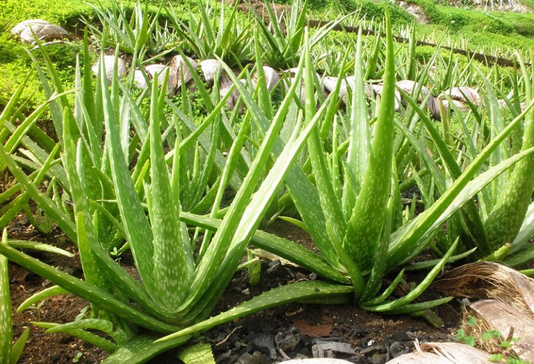 ứng dụng cây nha đam trong đời sống