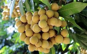 cây nhãn cây nhãn
