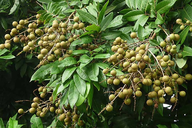 Cây Nhãn Vào Mùa – Trái Ngọt Trĩu Cành, Lợi Ích Đầy Tay