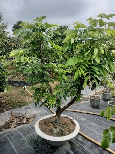 cây nhãn