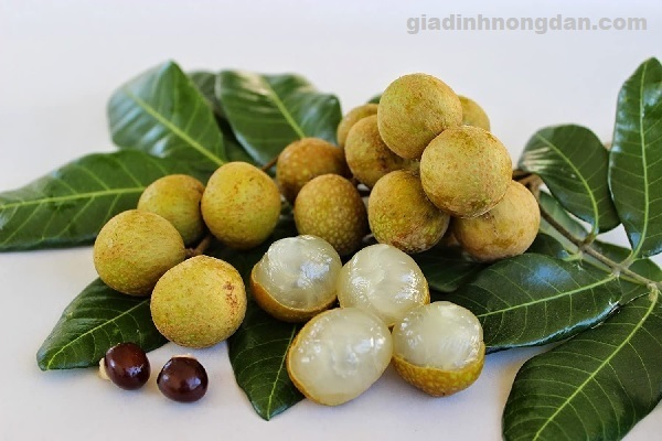 cây nhãn cây nhãn