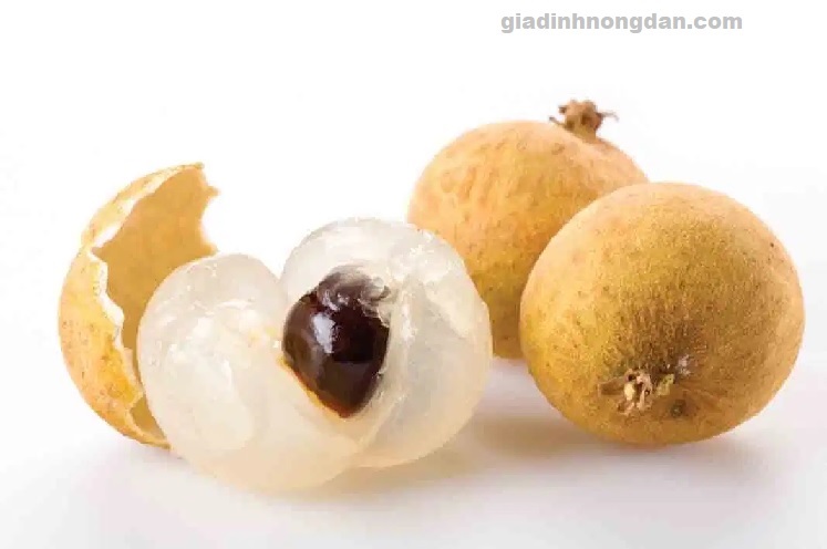 Cây Nhãn Giống