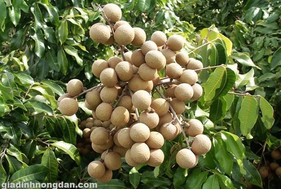 Cây Nhãn Giống