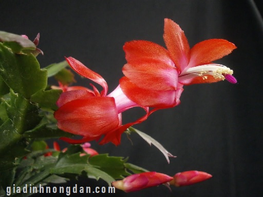 Cây Nhật Quỳnh (lan Càng Cua) Cây Nhật Quỳnh (lan Càng Cua)